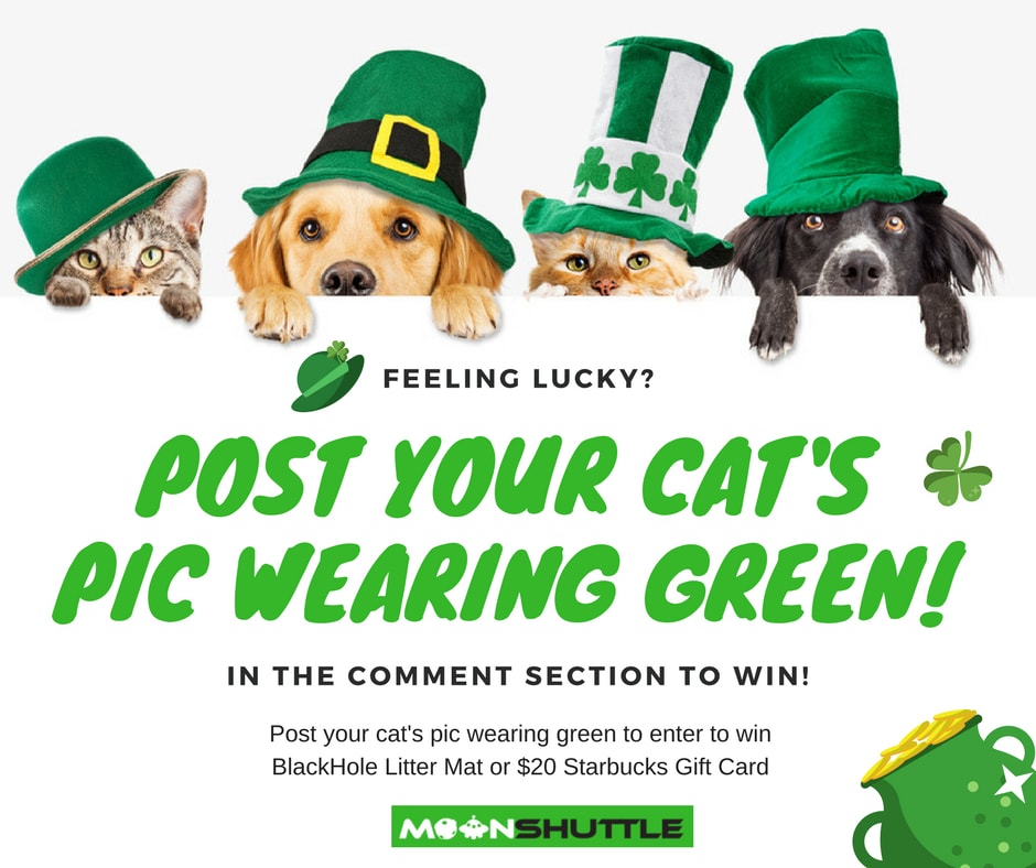 St. Patricks Day Pet Contest