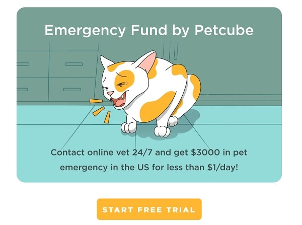 Petcube Emergency Fund Email